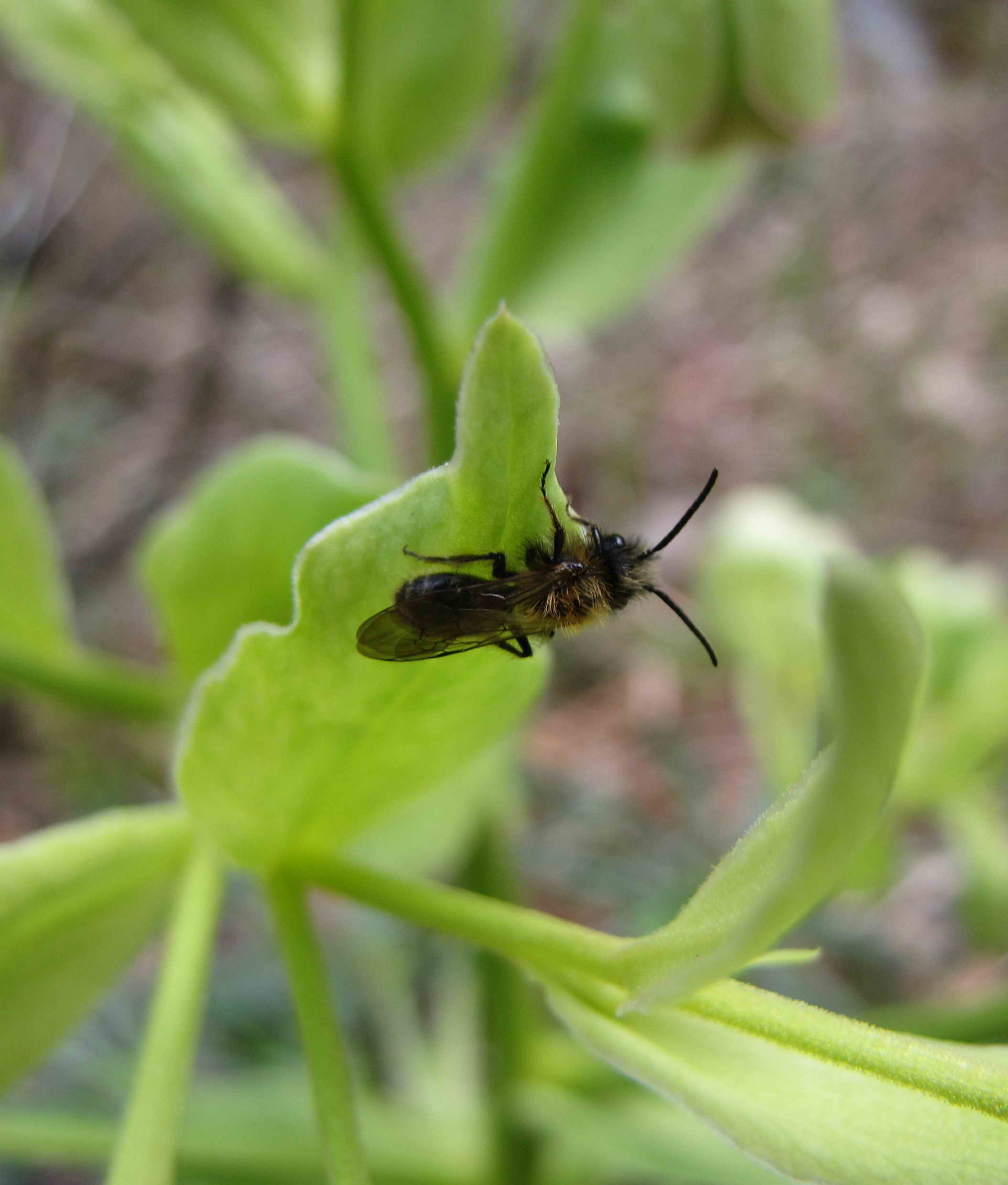 Andrena sp. (Apidae Andreninae)